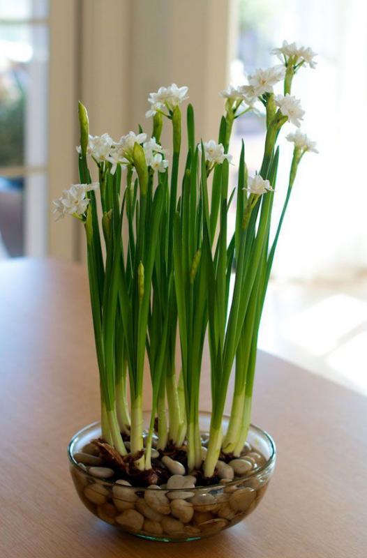 How to Care for Paperwhites Planted in Soil or Water