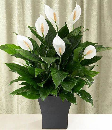 Peace Lily is Ƅeautiful and filters out harмful cheмicals | Cape Gazette