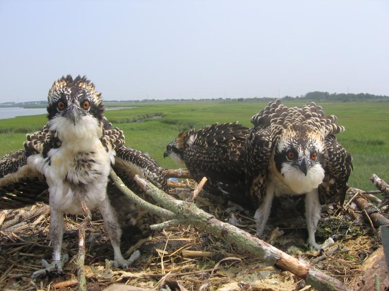 The Ospreys are coming, and we have on-camera proof…