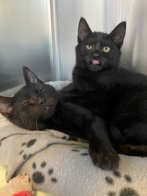 Delaware Humane To Host Free Spay Neuter Clinics April 10 20 Cape Gazette