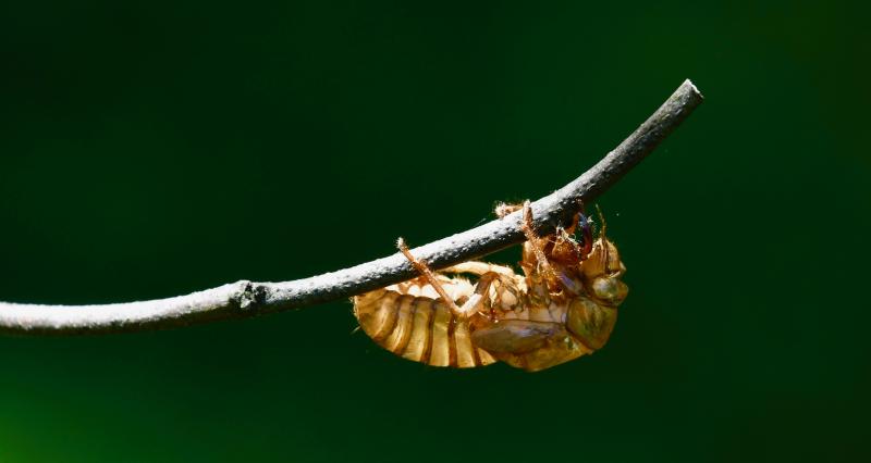 A discarded cicada shell – or exoskeleton – remains stuck to a tree branch. Cicadas molt and shed their hard outer covering within a few hours of emerging from the ground.