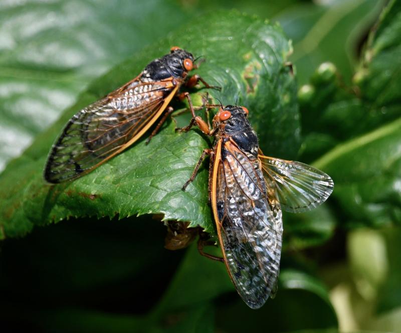 Brood X cicadas only emerge from the ground every 17 years in one of nature’s most bizarre insect life cycles.
