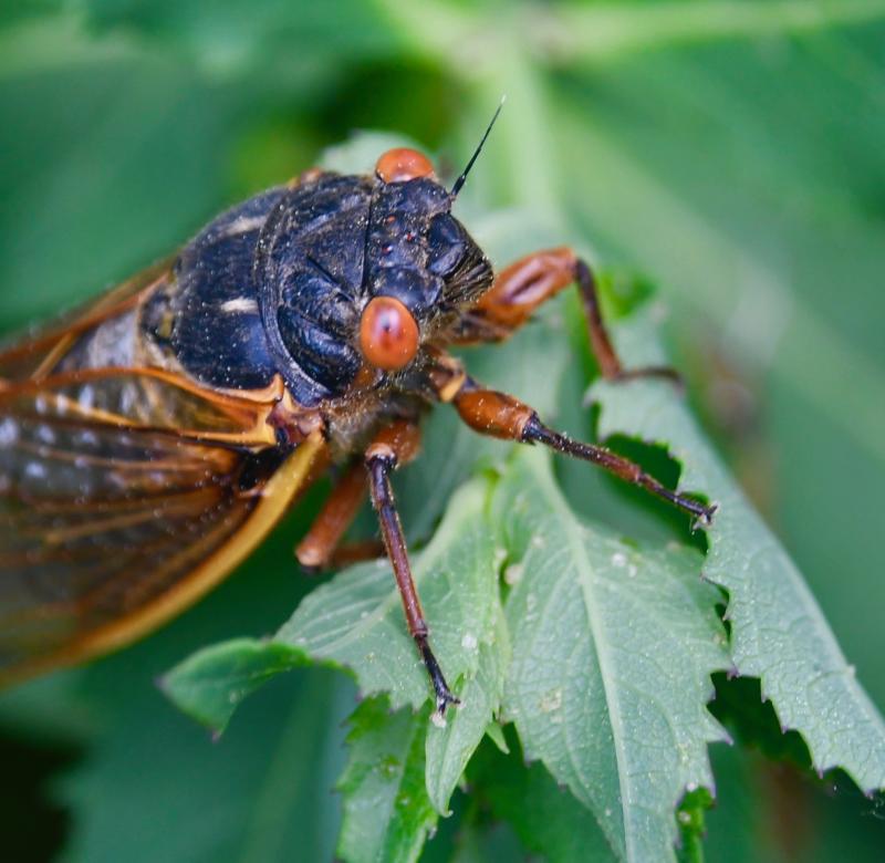 Once it emerges from the ground, the life cycle of the cicada is short. Molting and mating occur in a brief time span compared to the 17 years the insect is dormant.