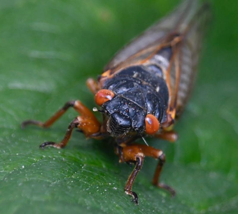 Bug eyes. Brood X cicadas differentiate themselves with red eyes. Other mutated colors, including blue, can be found as well.