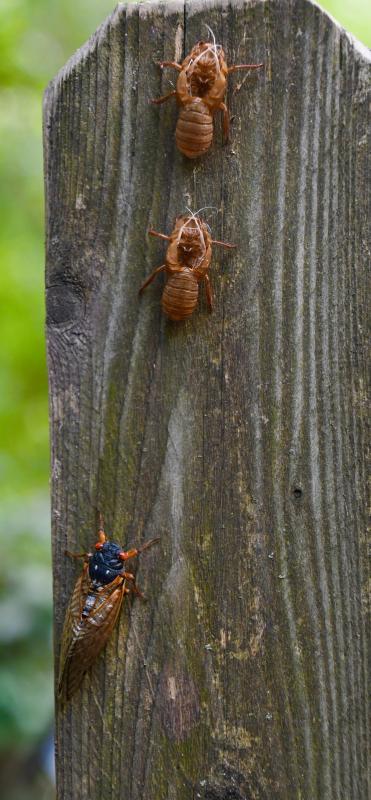 Two stages of a cicada’s life cycle are shown. An adult cicada climbs a fence post below two discarded shells. Once cicadas molt their skin, they become adults.