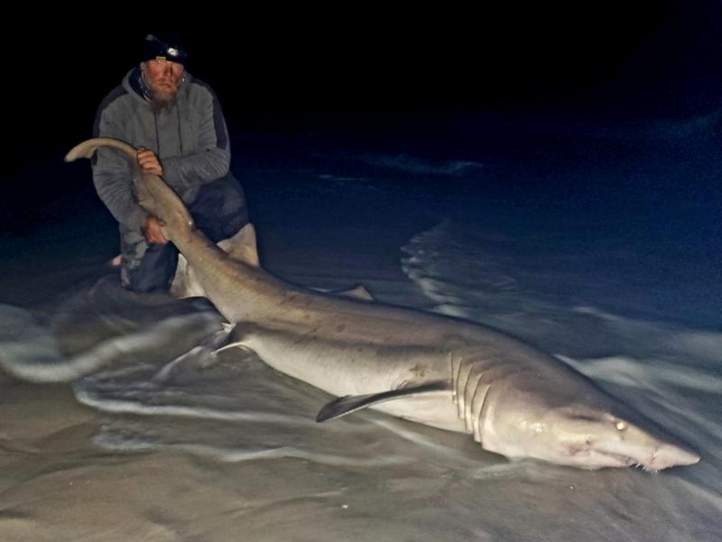 Jersey Shore Sand Tiger Sharks - On The Water