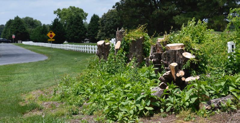 Some trees along the boundary of The Rookery Golf Club have already been cleared to make way for roadwork on the Route 16 interchange.