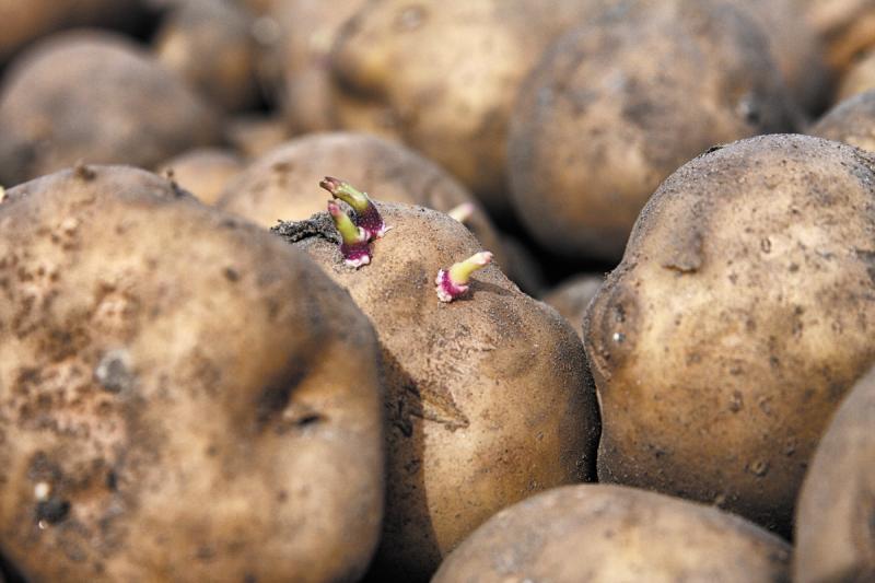 What Potatoes Can I Plant in July? 
