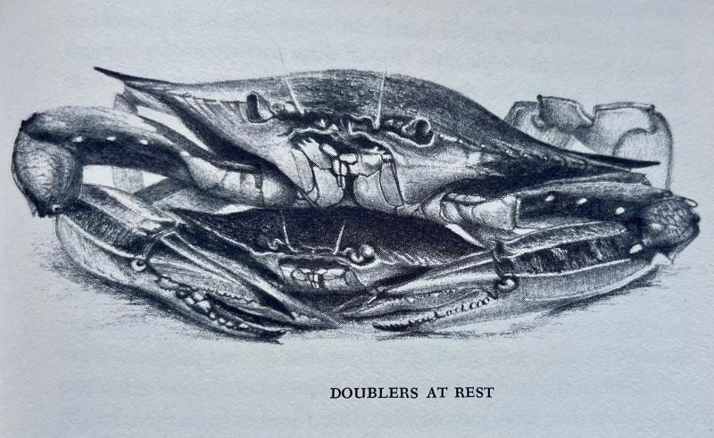 The grand prize of handlining for crabs is to catch a doubler – a male and female crab preparing to mate. This Consuelo Hanks illustration of a doubler first appeared in William W. Warner’s highly acclaimed, Pulitzer Prize-winning book titled “Beautiful Swimmers,” first published in 1976 by Little, Brown and Company in association with The Atlantic Monthly Press.