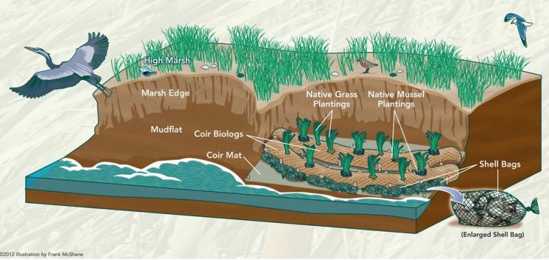 This illustration shows what materials are used and how a living shoreline is constructed. PARTNERSHIP FOR THE DELAWARE ESTUARY GRAPHIC