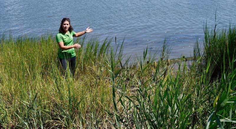 Alison Rogerson, Delaware Wetlands environmental scientist, helped coordinate the living shoreline project in Lewes.