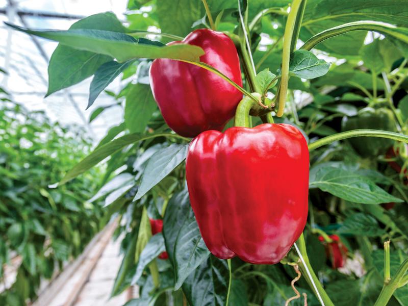 What's The Difference Between Green, Yellow, And Red Bell Peppers?