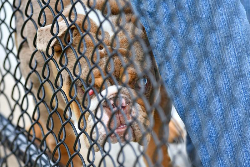Brutus the Bulldog will block the ball if it threatens his head.