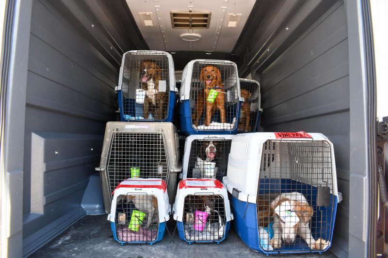 Brandywine Valley SPCA takes in homeless pets from Louisiana Cape Gazette
