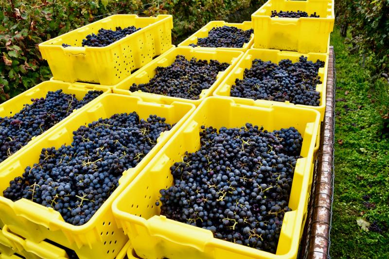 Crates filled with Cabernet Sauvignon grapes are headed to the Nassau Valley Vineyards winery for processing.