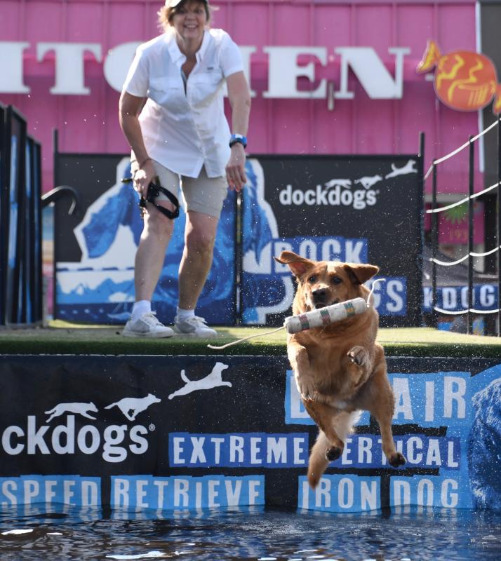 Crystal, a yellow lab, leaps off the dock for one of the longest jumps in the competition at 19-feet-5-inches.