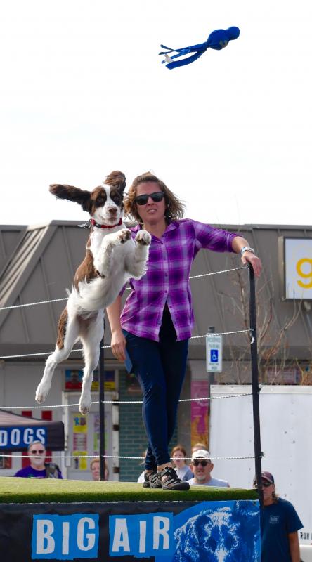Jen Cirincione watches as her springer spaniel Perla gets some big air during the Delmarva DockDogs jumping competition.