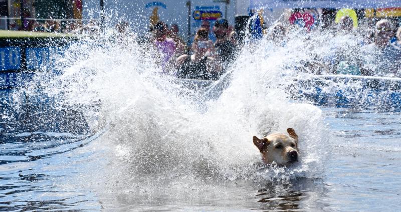 Rosey, a lab from Maryland, makes a huge splash after jumping 14-feet-5-inches in the Delmarva DockDogs competition.