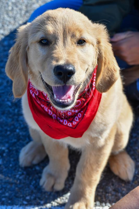 Bandana Dog is not available for adoption at any price.