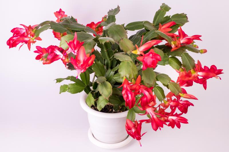 Thanksgiving Cactus