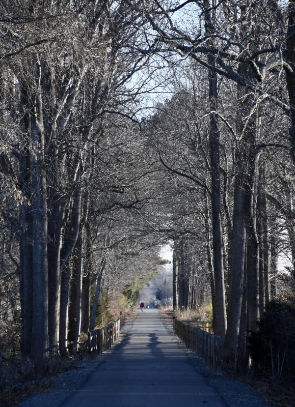 The Lewes-to-Georgetown Trail passes through a mature forest near the Nassau Road intersection in Lewes.