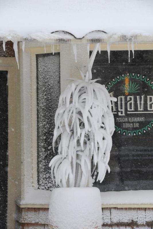 The plants are frozen and icicles are forming on the Agave awning in downtown Lewes. RON MACARTHUR PHOTO