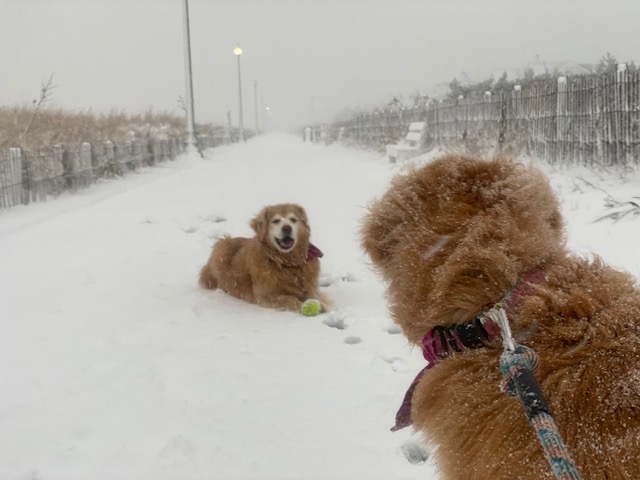 Furry friends enjoy a ball game on the Boardwalk in Rehoboth Beach in a photo submitted by Colleen Koning.