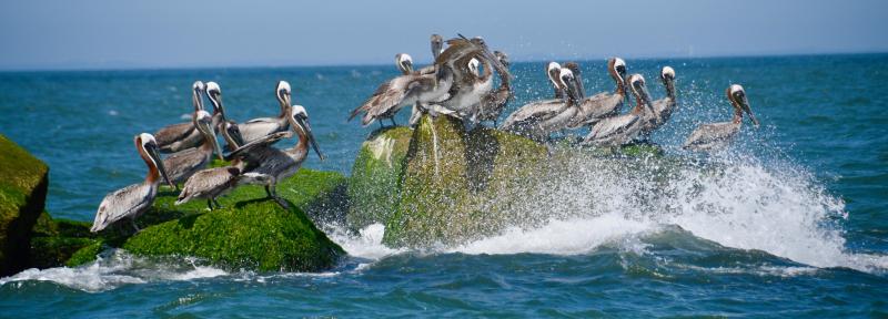 Pelicans keep a precarious perch on the ice breakers near the Harbor of Refuge Breakwater. Brown pelicans cane be found on the breakwaters at the Cape point during summer and early fall.