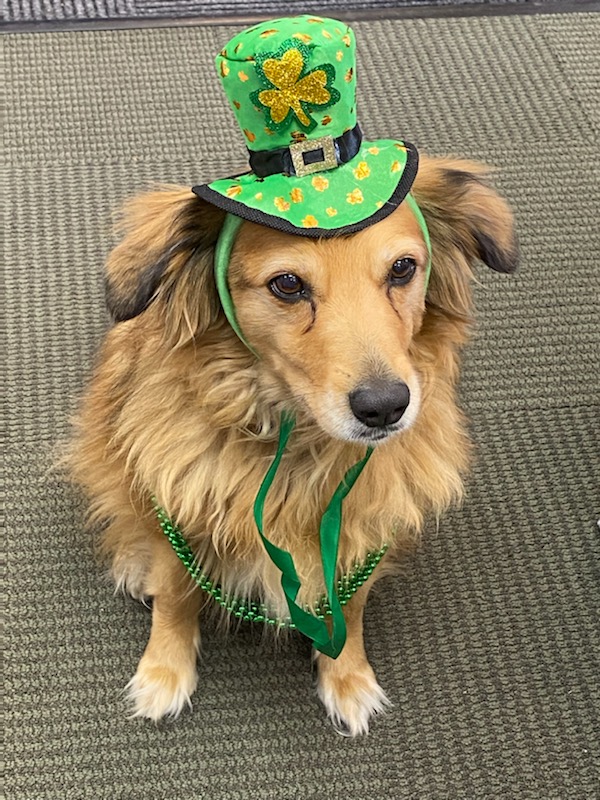 Blooming Boutique in Lewes hosts St. Patrick's Day Loop March 12th Cape Gazette