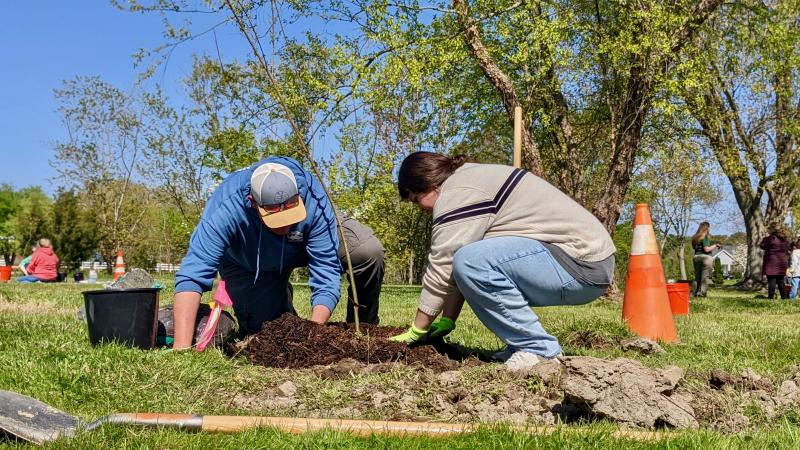 Brian Lenz, left, and Faith Thompson prepare the mulch around their newly planted tree. A donut is the desired shape here, not a volcano.