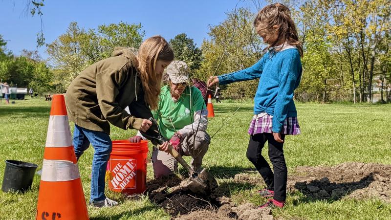 Eliza Amaral, left, distributes mulch as Parks and Marina Administrator Janet Reeves supervises and Ivy Matilsky hold willow oak Tag #1224 in place.