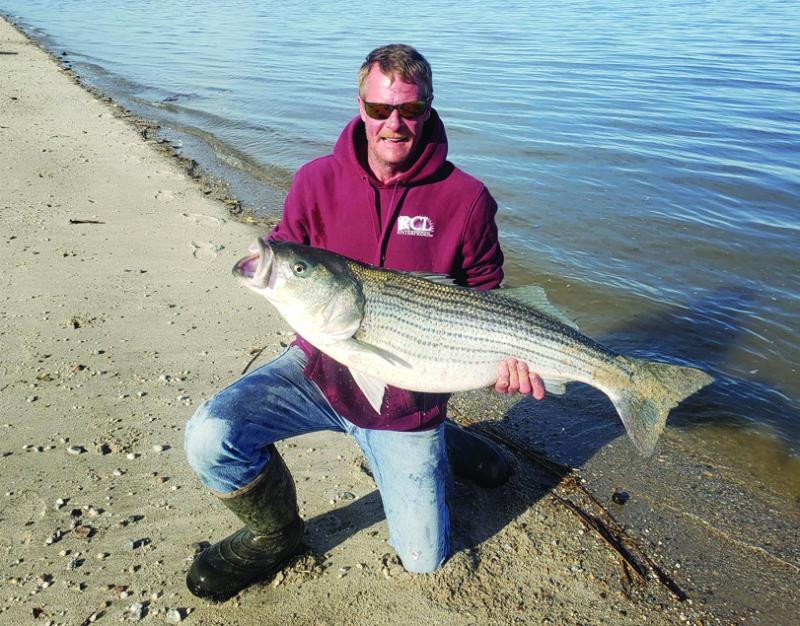 Striped bass, drum ready to be hooked