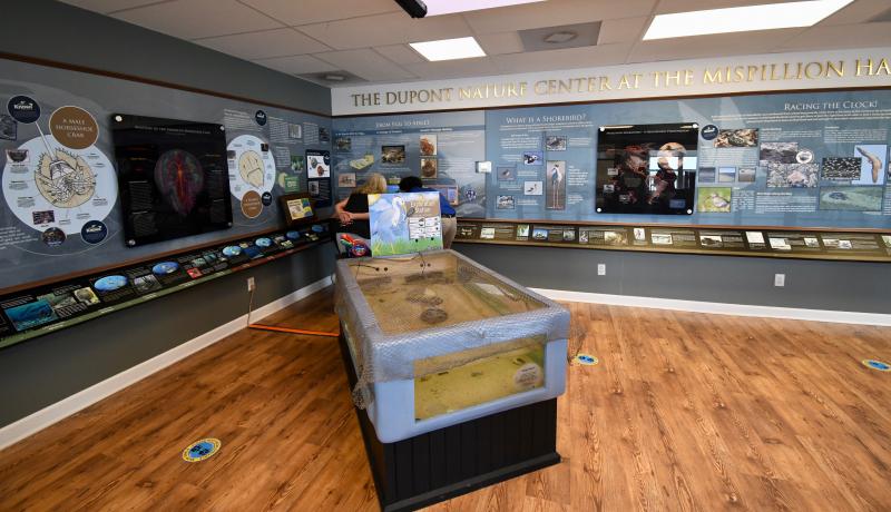 The DuPont Nature Center offers several exhibits on the unique habitats where the Mispillion River and Cedar Creek join with Delaware Bay.