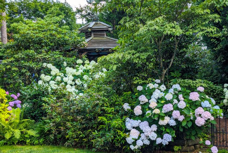 High summer flowers featured at Mill Pond Garden June 26