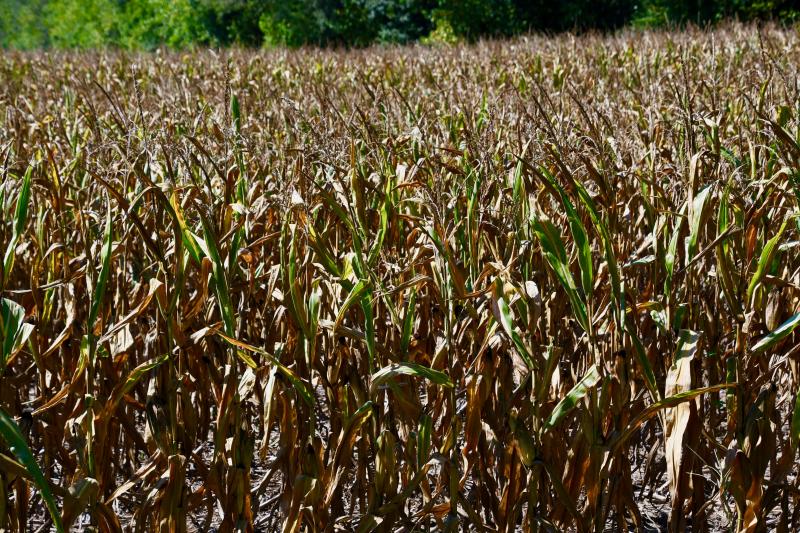 A welcome sight in October for Halloween enthusiasts has become an early nightmare in August for Delaware farmers. RON MACARTHUR PHOTO