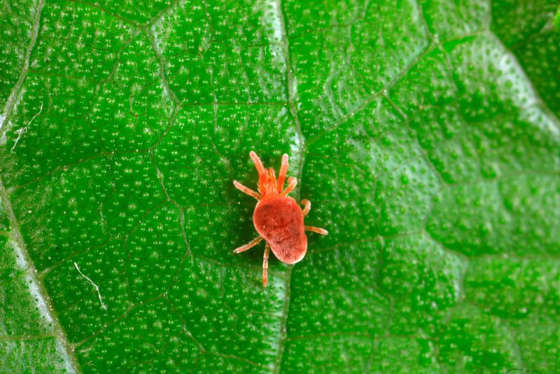 How to Spot 6 Common Houseplant Pests and Safely Kill Them