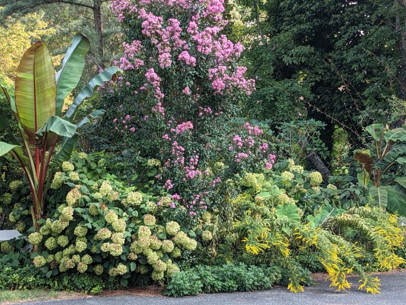 Mill Pond Garden to showcase late-summer beauty Sept. 11