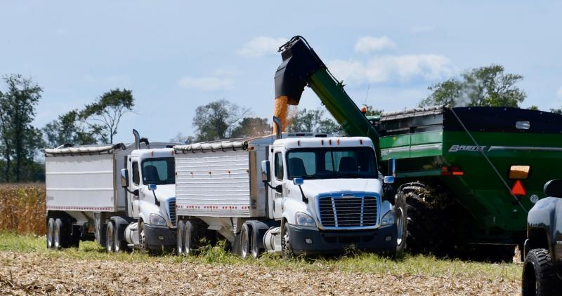 Grain trucks line up to get loaded with corn. A grain hopper trailer can hold from 900 to 1,500 bushels of corn.
