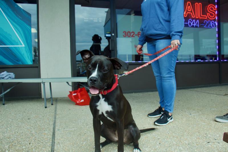 Ava, who is a little over 1 year old, is a pup with play on her mind almost all of the time. She listened to Valerie Brown very well, but had a curious mind and desire to investigate.