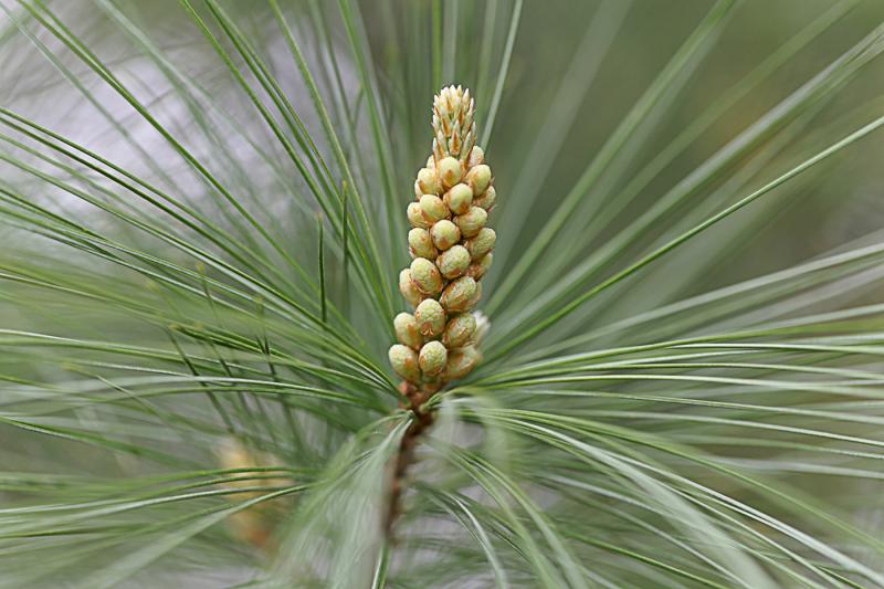 Pine trees can actually be tasteful as well as beautiful