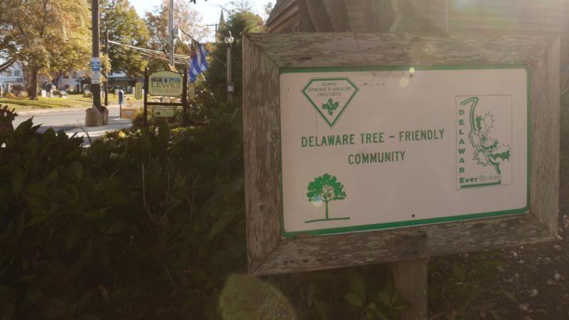 The City of Lewes is looking to grow its tree canopy, and officials believe a tree ordinance regarding species on private property could help educate residents on how they can do their part. AARON MUSHRUSH PHOTOS