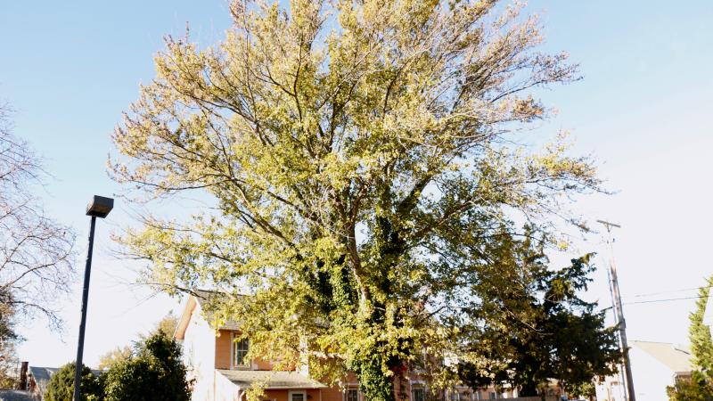 A two-story addition, approved by the historic preservation architectural review commission Nov. 3, will lead to the removal of these trees at 112 Franklin Ave. A proposal in the tree ordinance would protect trees in future instances.