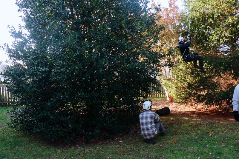 Jonathan Beigler steadies Ahdves Sanchez Cano as he descends from securing the crane to the top of the tree.