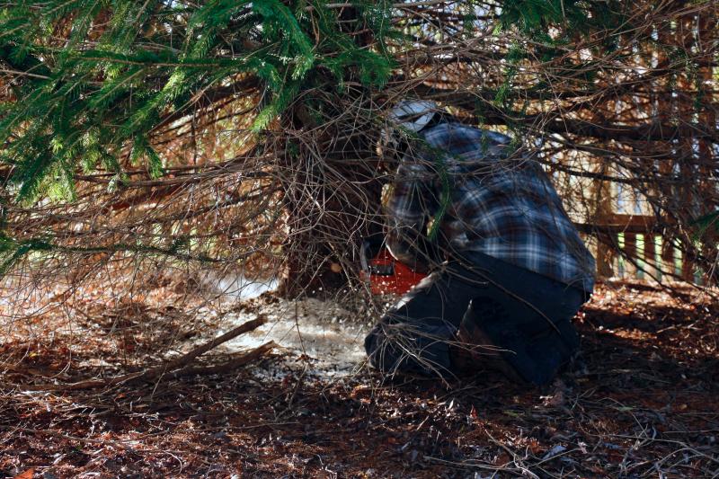 Jonathan Beigler begins to saw into the Norway spruce planted roughly 20 years ago on Wauwinet Court.