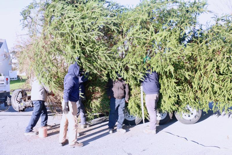 Sussex Tree employees work to secure the tree to the bed of the truck and reduce the width. This tree was a bit larger than last year’s.