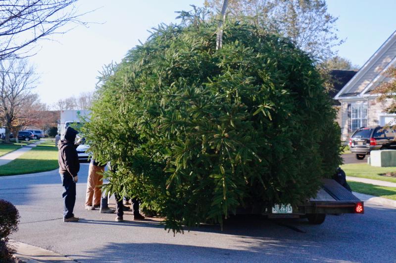 Sussex Tree, we are a go for lift off! The Norway spruce begins its journey toward Old Landing Road and Coastal Highway.
