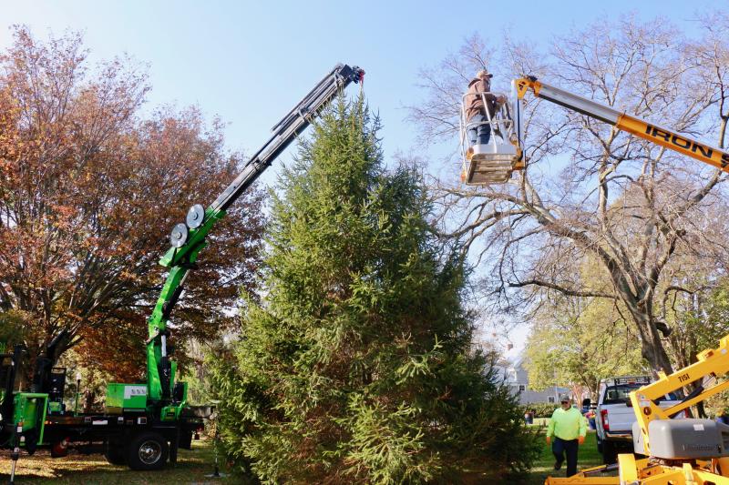 Working with trees is a bit less stressful when it is a joint project. A Sussex Tree crane steadies the Norway spruce while Kenny Morris begins steps to stabilize the tree. Morris said he gets a raise like this every year.