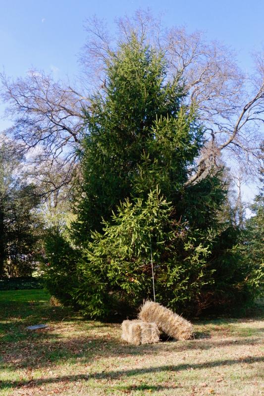 Following a collaborative effort between Sussex Tree and the Lewes Maintenance Department, the tree stands in Zwaanendael Park, prime for decorations.