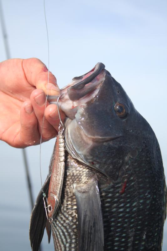 Black sea bass regulations will harm recreational fishermen Cape Gazette