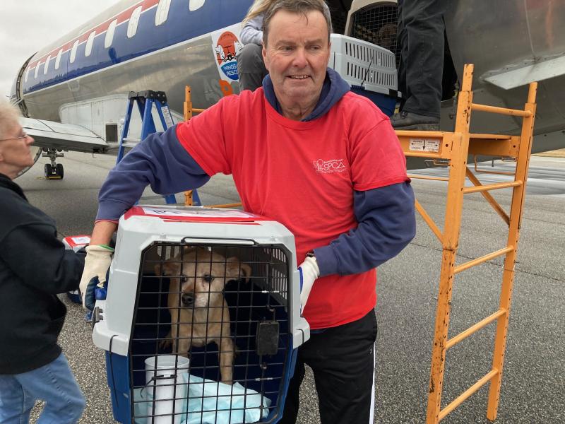 Brandywine Valley SPCA receives dogs for adoption event Cape Gazette